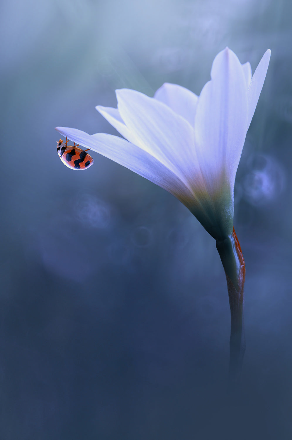 Beautiful Ladybug Poster och Canvastavla