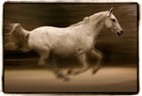 EQUS Poster och Canvastavla