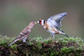 Redpoll with Goldfinch Poster och Canvastavla