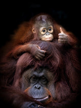 Thumb Up Poster och Canvastavla