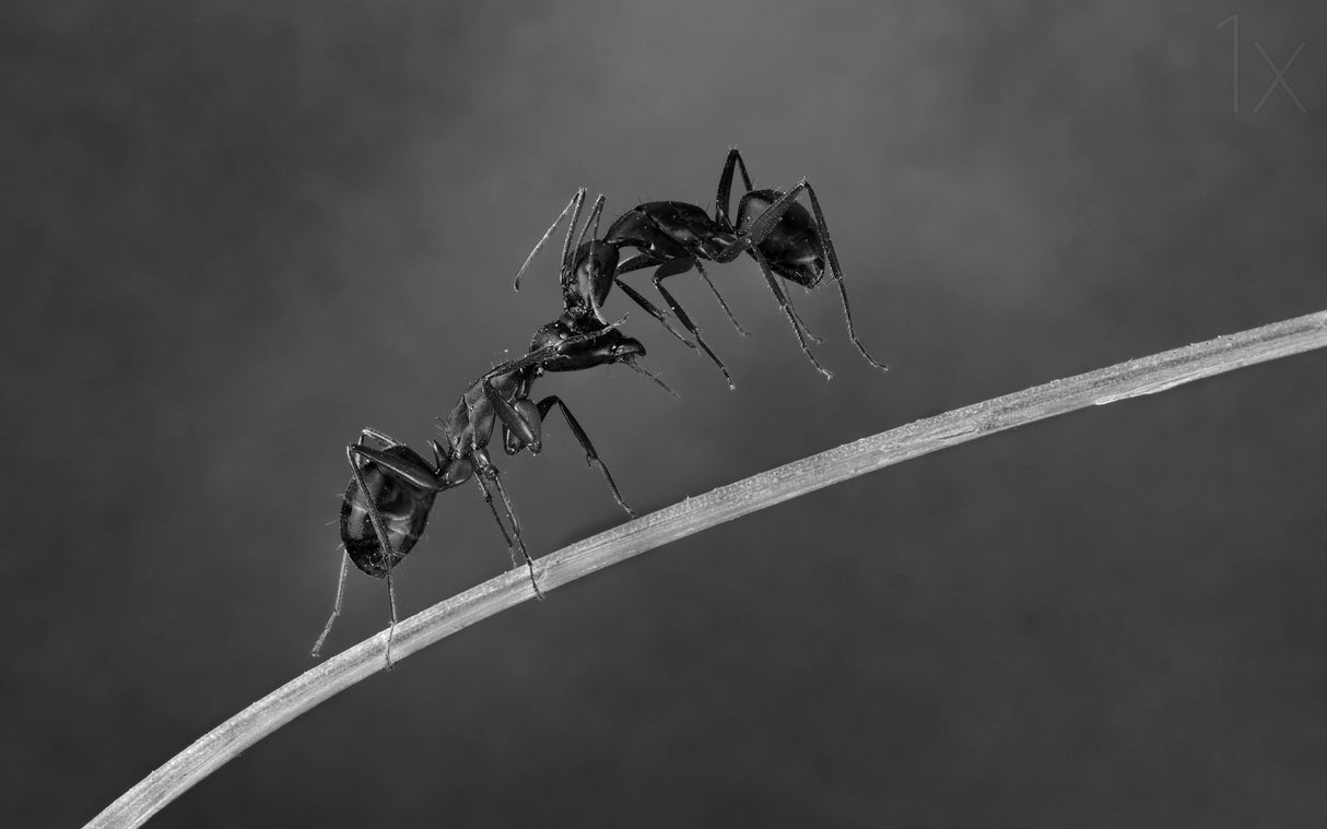 Fighting ants Poster och Canvastavla
