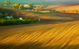 Fields... Poster och Canvastavla