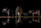 Buffalo Night Party Poster och Canvastavla