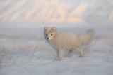 Arctic Fox Poster och Canvastavla