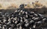 Wildebeests in Crossing Poster och Canvastavla