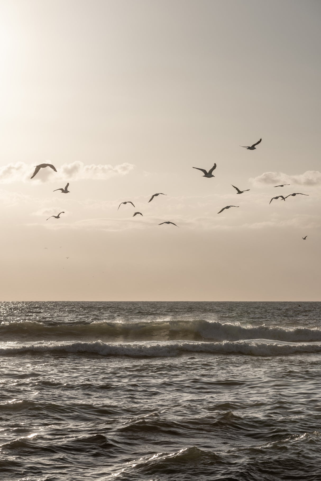 Birds and the Sea 3 Poster och Canvastavla