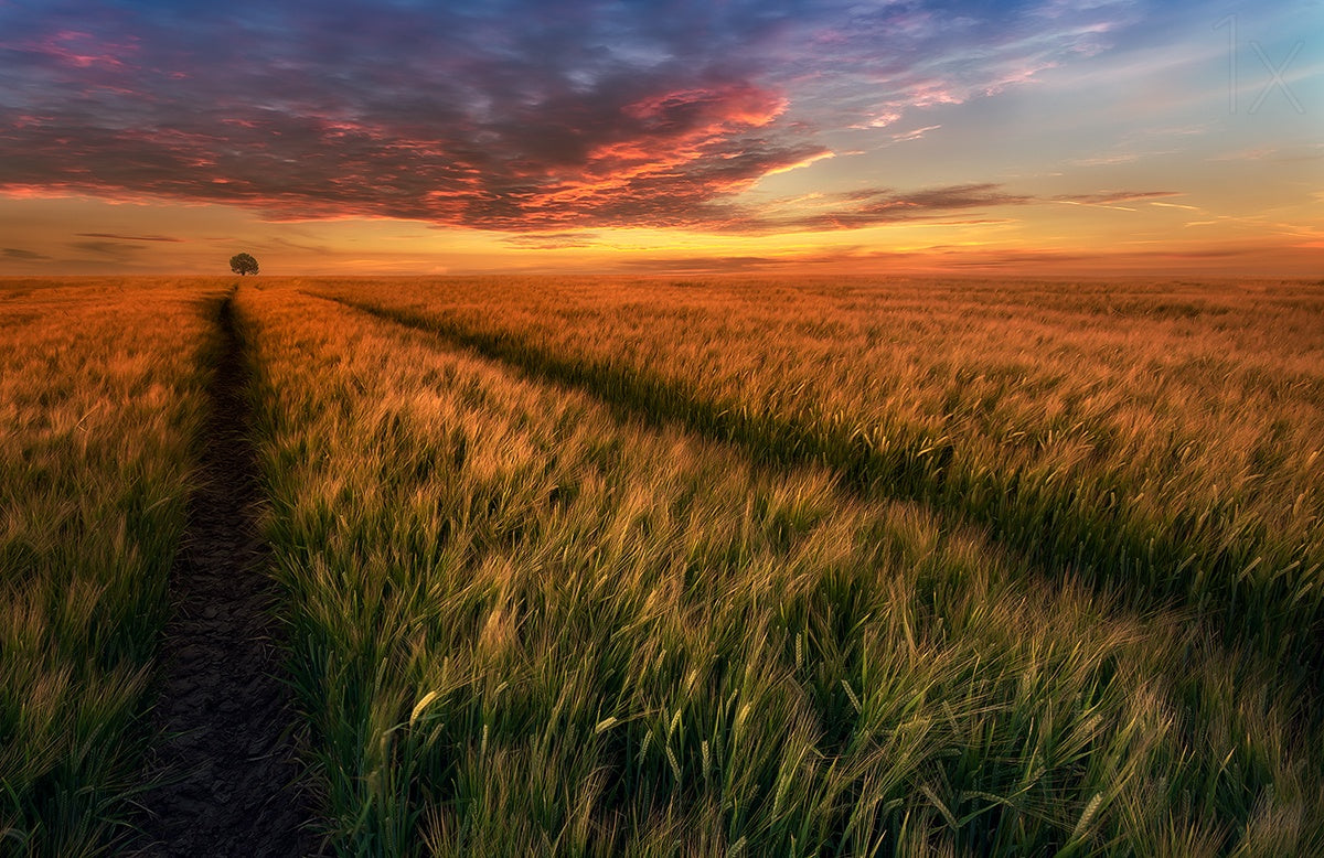 Somewhere at sunset Poster och Canvastavla