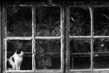 Black &amp; White Cat at Botanical Garden Poster och Canvastavla