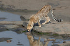 cheetah drinking Poster och Canvastavla