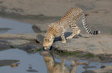 cheetah drinking Poster och Canvastavla