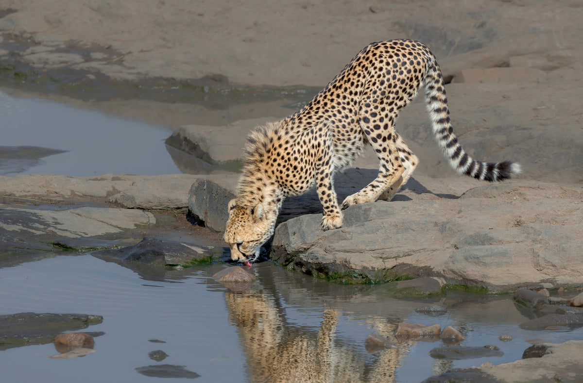 cheetah drinking Poster och Canvastavla
