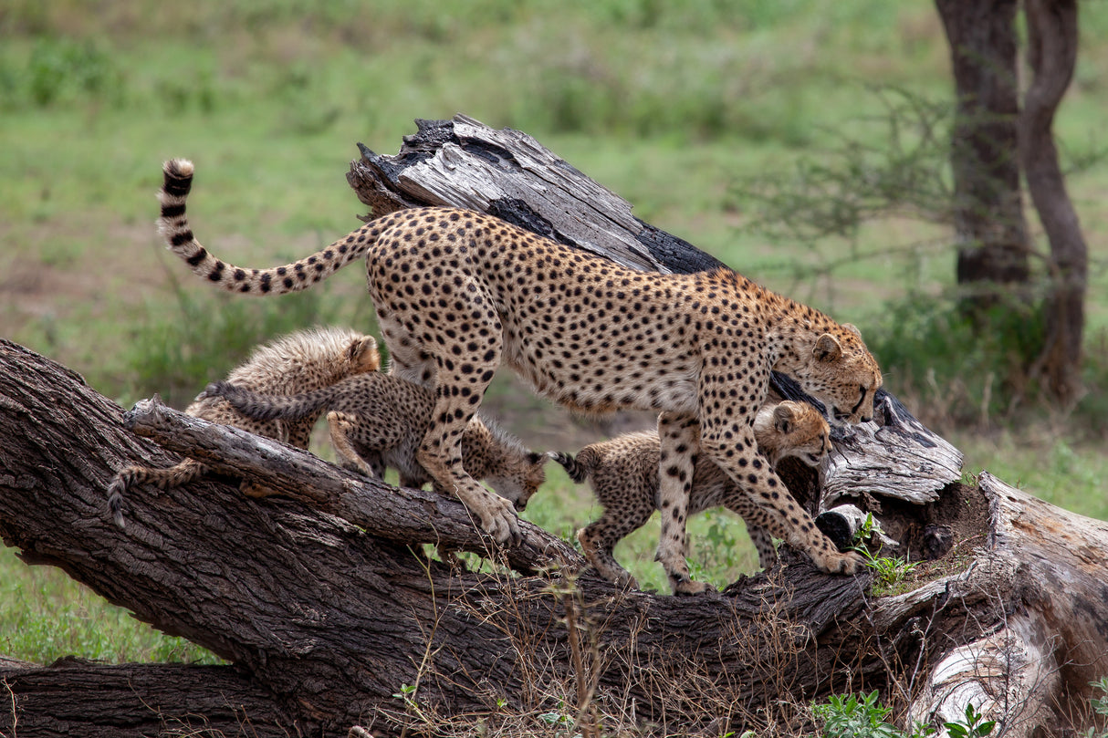 Mama Cheetah Poster och Canvastavla