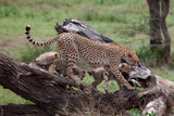 Mama Cheetah Poster och Canvastavla