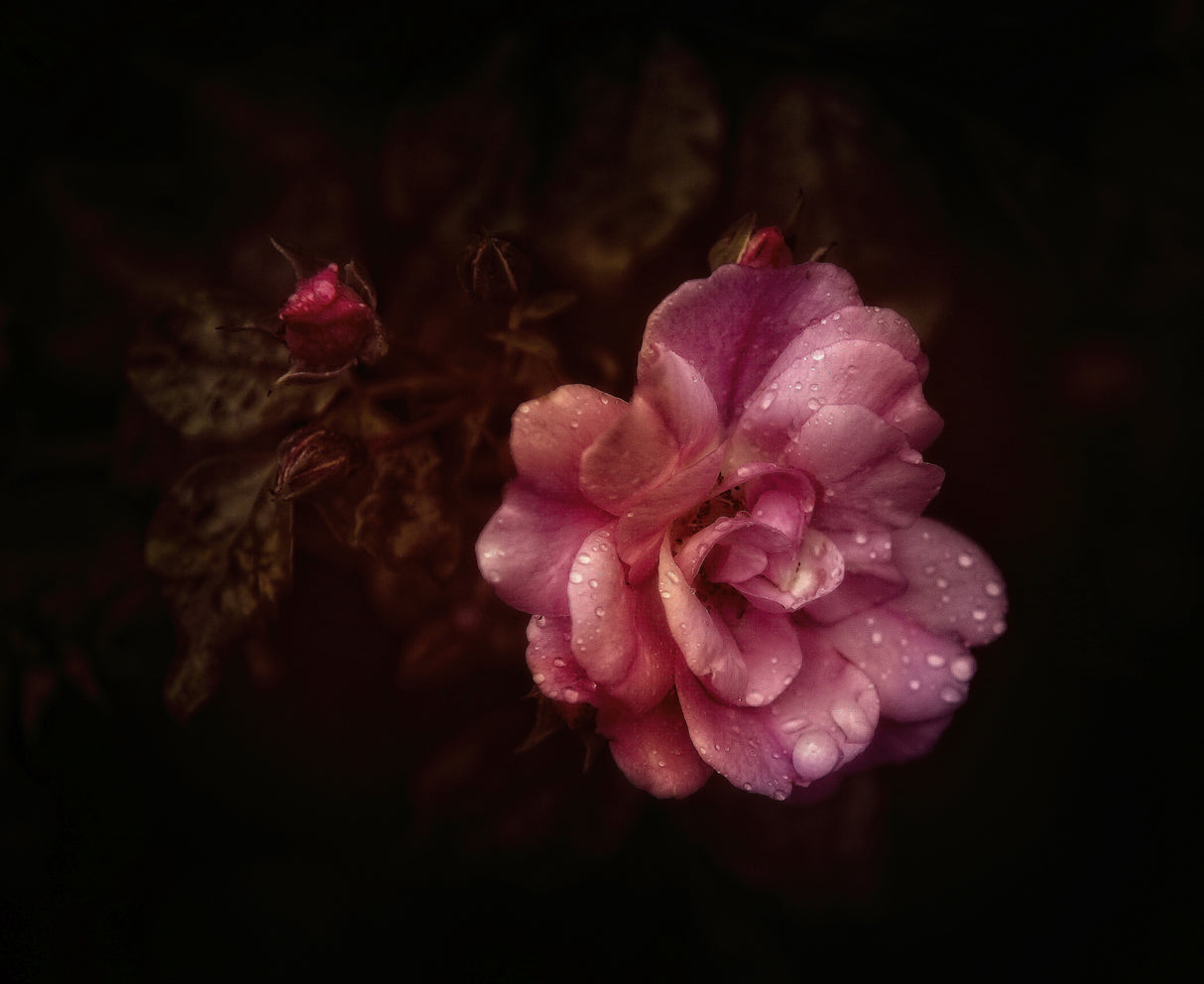 roses Poster och Canvastavla