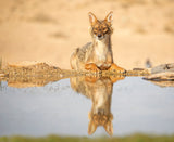 Golden Jackal 2 Poster och Canvastavla