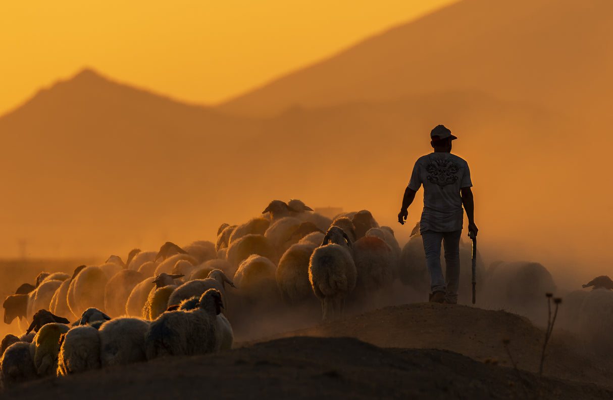 shepherd Poster och Canvastavla