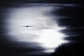bird in the sky Poster och Canvastavla