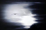 bird in the sky Poster och Canvastavla