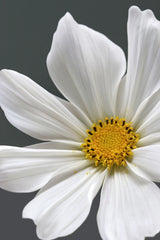 Cosmos Flower Closeup Poster och Canvastavla