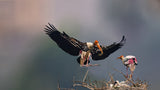 The painted stork  family Poster och Canvastavla