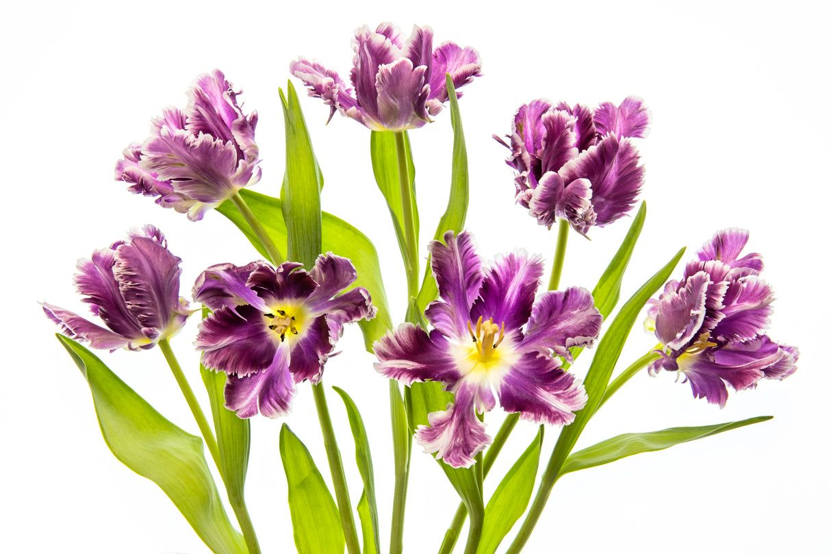 Vibrant Spring Poster och Canvastavla