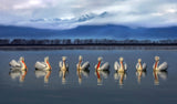 Dalmatian pelicans meeting Poster och Canvastavla
