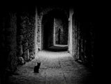 Black Cat Path Poster och Canvastavla