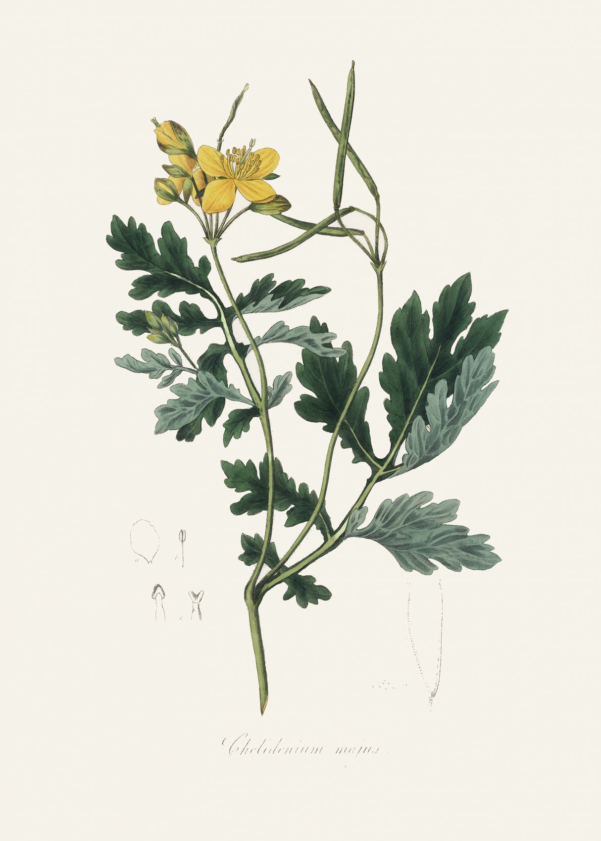 Greater Celandine (chelidonium Majus) Medical Botany Poster och Canvastavla