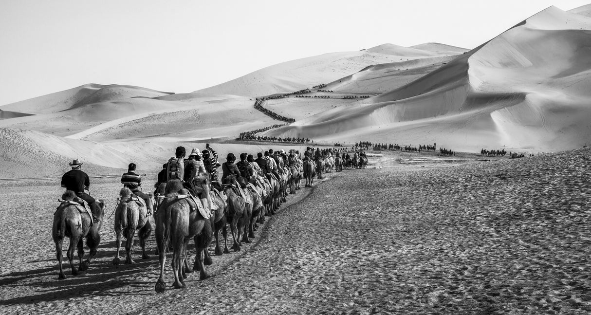 camel team Poster och Canvastavla