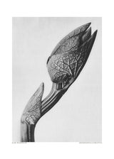 Aristolochia clematitis Poster och Canvastavla