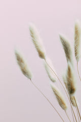 Bunny Grass Pink 02 Poster och Canvastavla