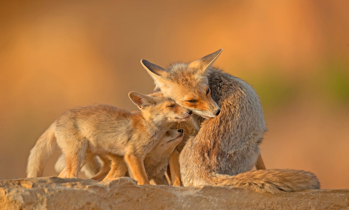 Foxes, Motherhood. Poster och Canvastavla