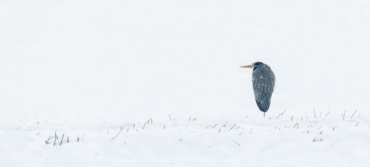 Heron Poster och Canvastavla