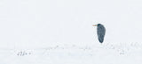 Heron Poster och Canvastavla