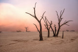 Fog in deadvlei Poster och Canvastavla