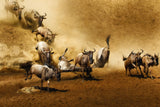 Migration Frenzy Poster och Canvastavla