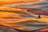 Golden Palouse Poster och Canvastavla