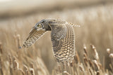Great Horned owl Poster och Canvastavla