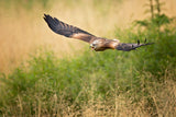Red Kite Poster och Canvastavla