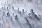 Trees shrouded in fog Poster och Canvastavla
