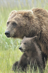 Momma Bear and Cub Portrait Poster och Canvastavla