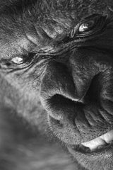 King's Close-Up Poster och Canvastavla