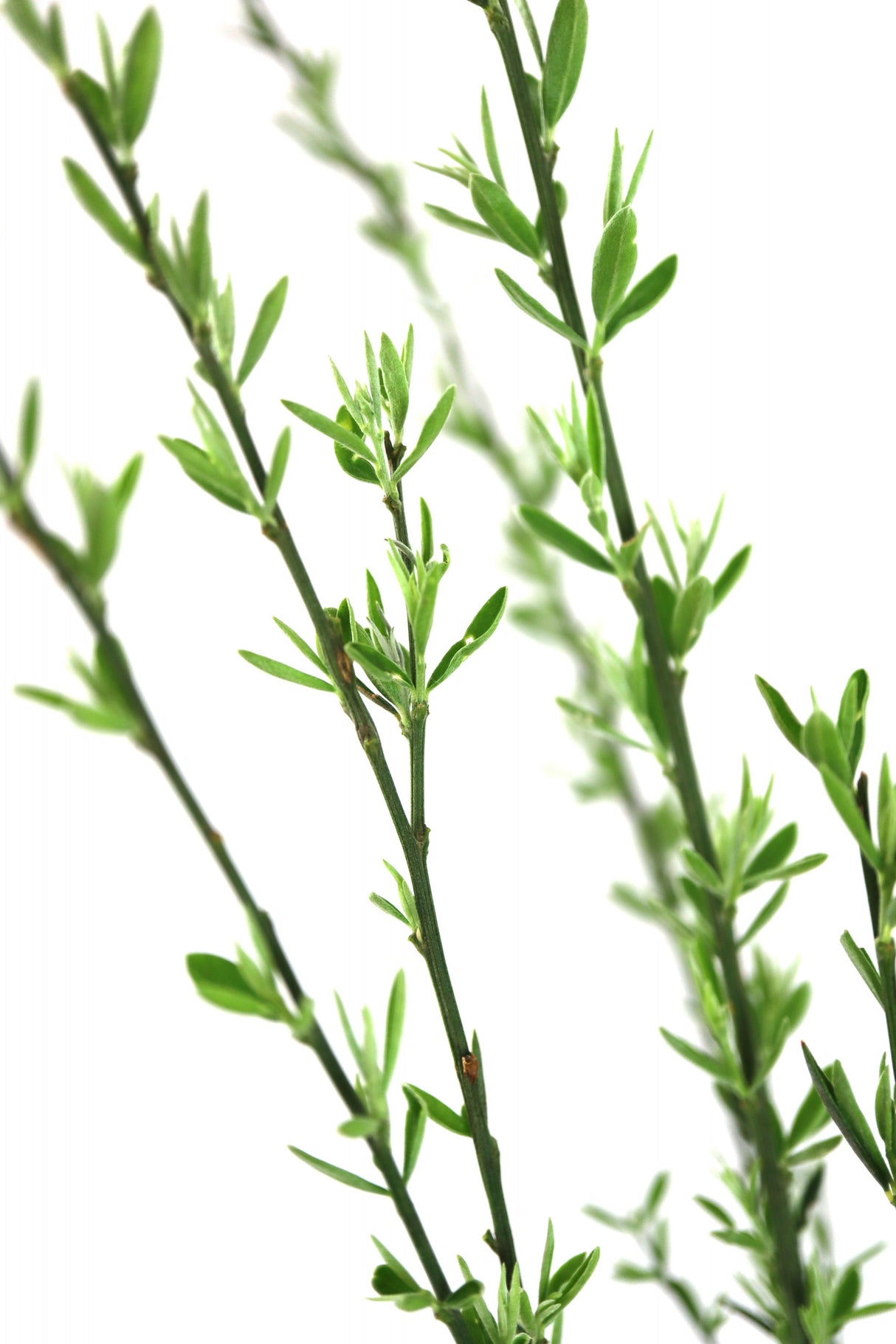 Green dainty branch Poster och Canvastavla