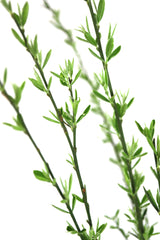 Green dainty branch Poster och Canvastavla