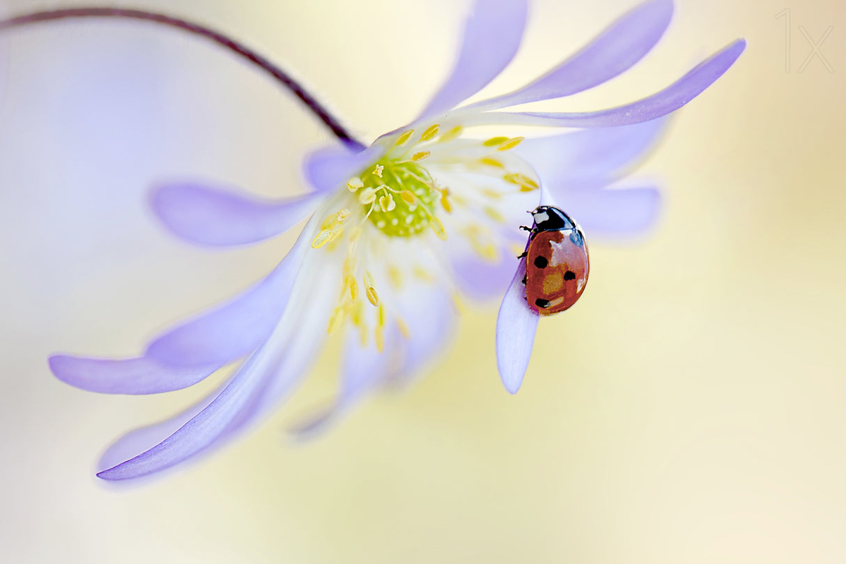 Anemone Lady Poster och Canvastavla