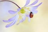 Anemone Lady Poster och Canvastavla