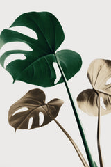 Monstera Mix 04 Poster och Canvastavla