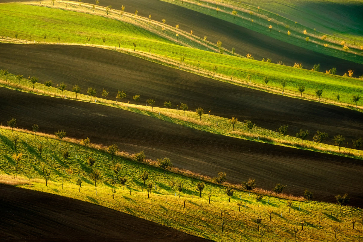 Moravian ribbon Poster och Canvastavla