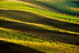 Moravian ribbon Poster och Canvastavla
