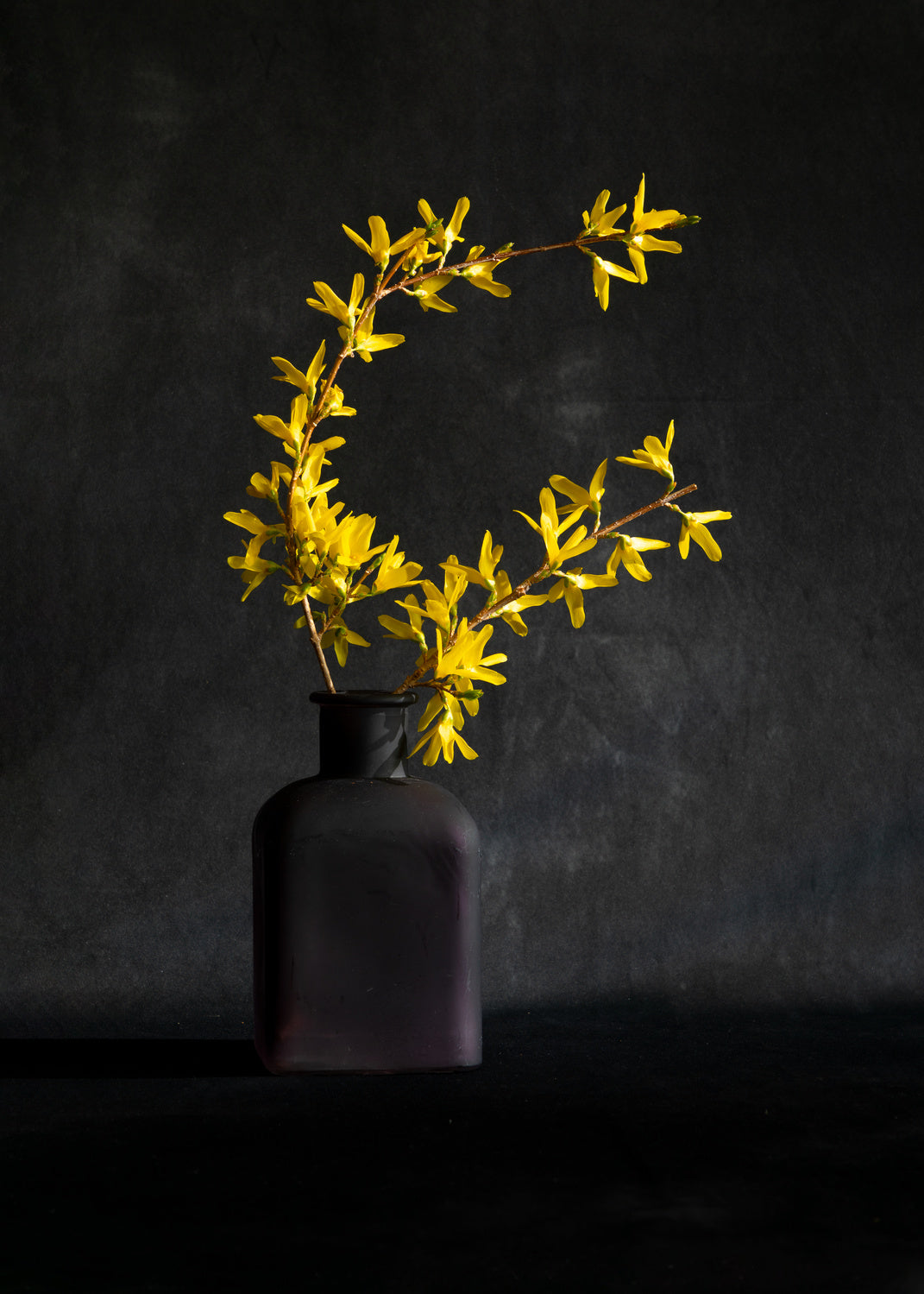 Forsythia flower Poster och Canvastavla